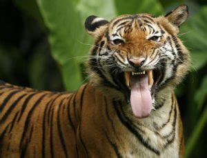 Malayan Tiger Facts, Habitat, Diet, Population, Pictures