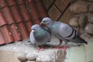 How To Get Rid Of Pigeons From The Roof And Balcony