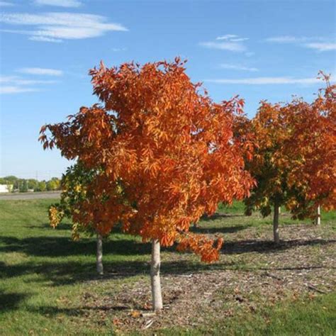 OHIO BUCKEYE - Foothills Nurseries