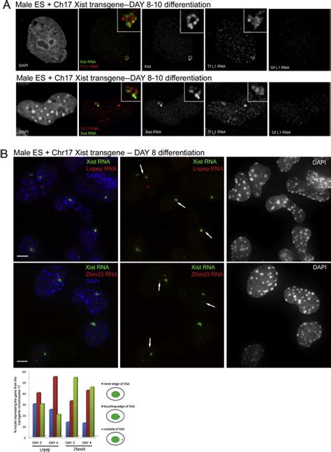 Line Activity In Facultative Heterochromatin Formation During X