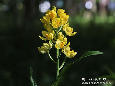 キンラン 野山の花たち 東北と関東甲信越の花