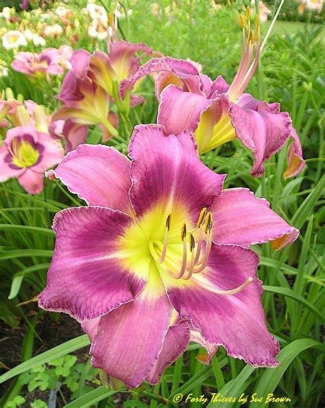 Small Daylily Hemerocallis Forty Thieves Salter