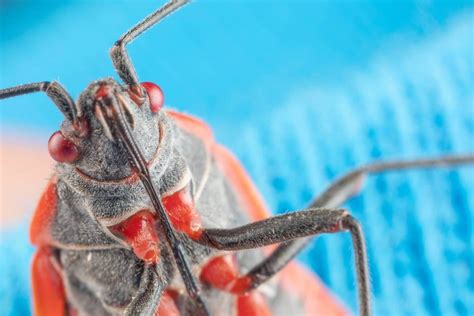 How To Deal With A Boxelder Bug Infestation