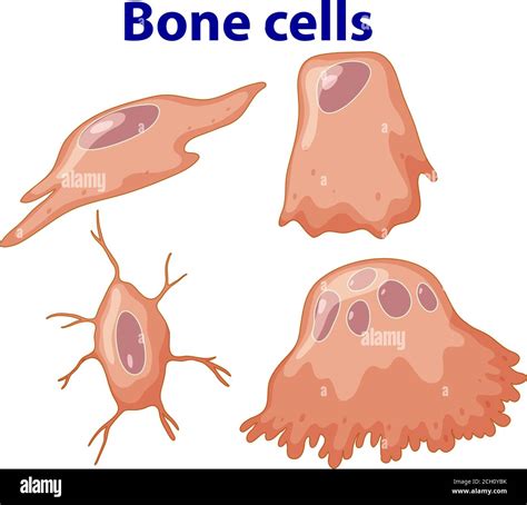 Ilustración de la anatomía de las células óseas humanas Imagen Vector