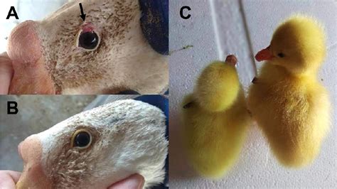 Figure From Genomic Analysis Reveals Candidate Genes Underlying Sex