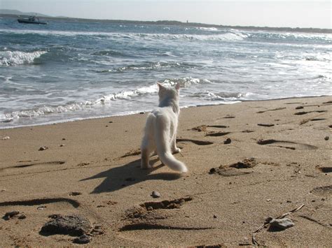 Bumbazza Colonia Felina Su Pallosu Sardegna L Unica Dove Flickr