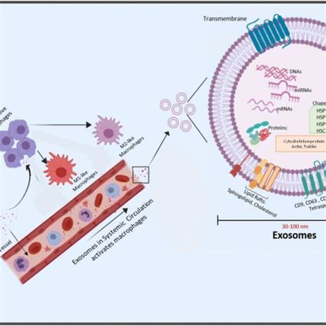 Role Of Tumor Derived Exosomes In M Like Macrophages Polarization And