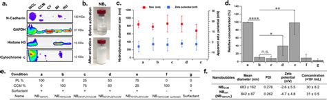 In Vitro Characterization Of Ccm Based Nbs A Western Blot Of Different