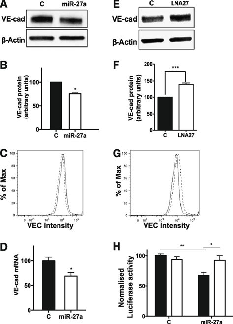 Mir A Targets Ve Cadherin A Expression Of Ve Cadherin In Control
