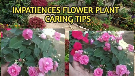 Double Impatiens Flower Plant🌸how To Care And How To Get Many Blooms