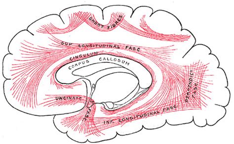 Neuroanatomy Cingulate Cortex StatPearls NCBI Bookshelf