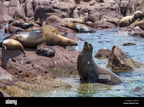 sea lions at isla espíritu santo, baja california sur. Mexico Stock ...