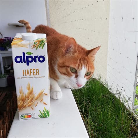 Alpro Hafer Drink Reviews Abillion