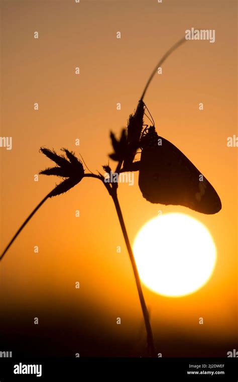 Mariposas de noche fotografías e imágenes de alta resolución - Alamy