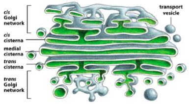 Chapter 8 3 Endomembrane System Vesicular Trafficking Flashcards