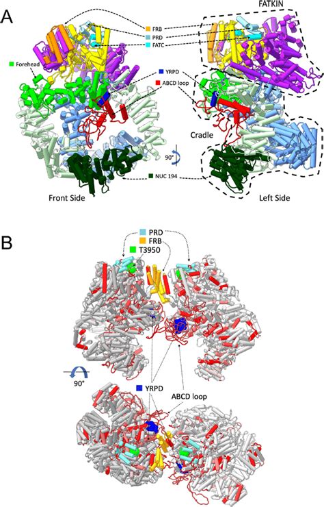 Models Of Monomeric And Dimeric DNA PKcs Showing The Positions Of The