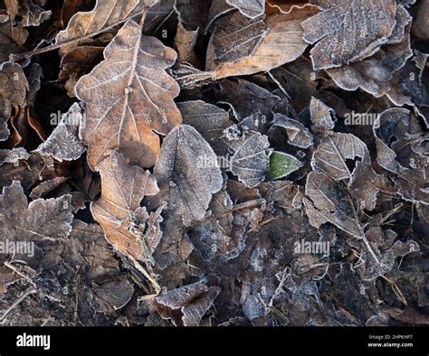 Frosty Leaves Creat Patterns On A Cold Winters Morning Stock Photo Alamy