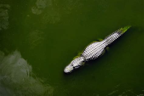 Largest Crocodile Ever Recorded