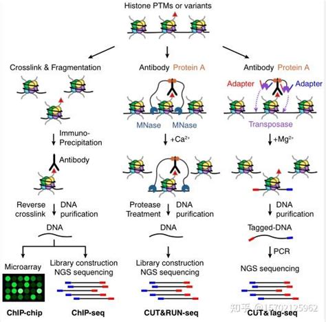 组蛋白翻译后修饰及研究方法介绍 知乎