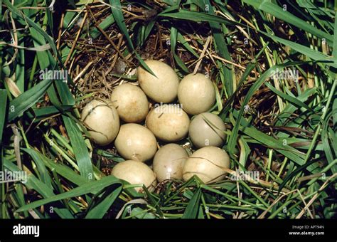 Mallard Duck Eggs Color