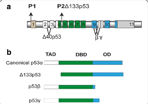 The p53 protein. a Structure of the human TP53 gene comprising 11 ...