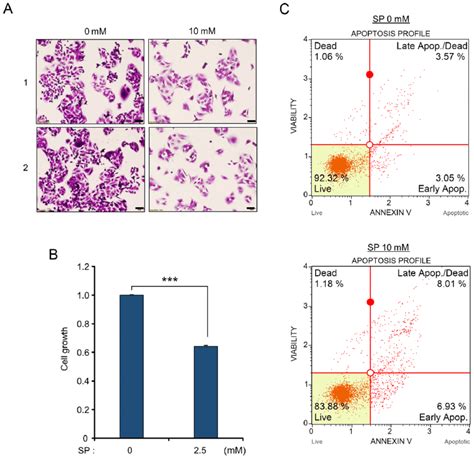 Induction Of Cell Apoptosis Of Sw480 Cells By Sp Treatment A And B Download Scientific