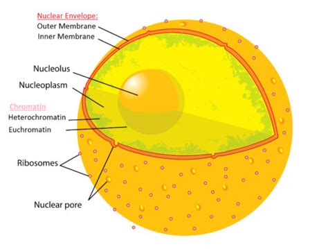 Cell Nucleus: Definition, Structure and Functions | Biology EduCare