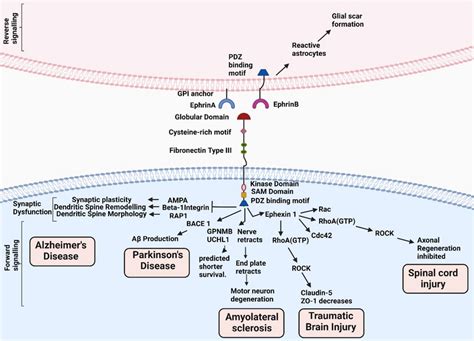 Schematic Representation Of Various Signaling Pathways Associated With