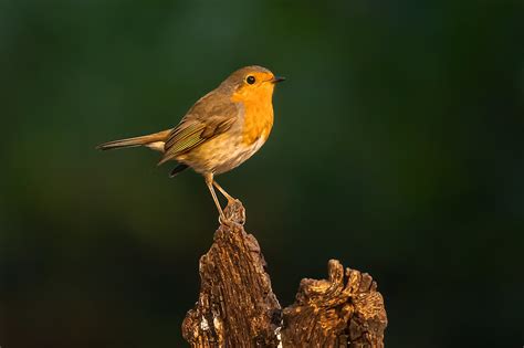 Pit Roig Petirrojo Europeo European Robin Rougegorge Flickr