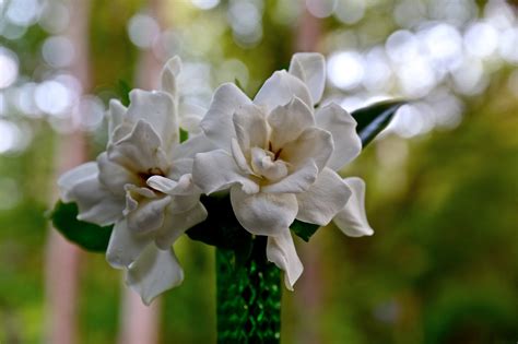 Sweet Southern Days Gardenias In Bloom