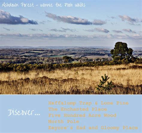 Ashdown Forest Winnie the Pooh style walk - Wild About Here