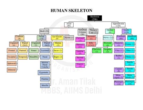 Human Skeleton All Bones Chart | PDF | Anatomy | Musculoskeletal System