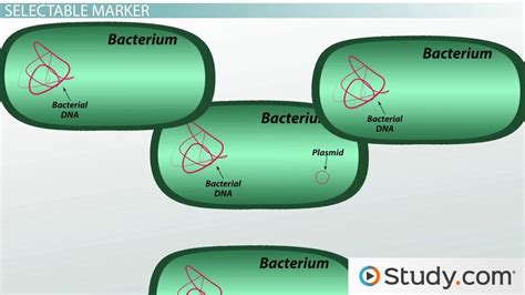 Plasmid | Vector, Construction & Replication - Video & Lesson ...