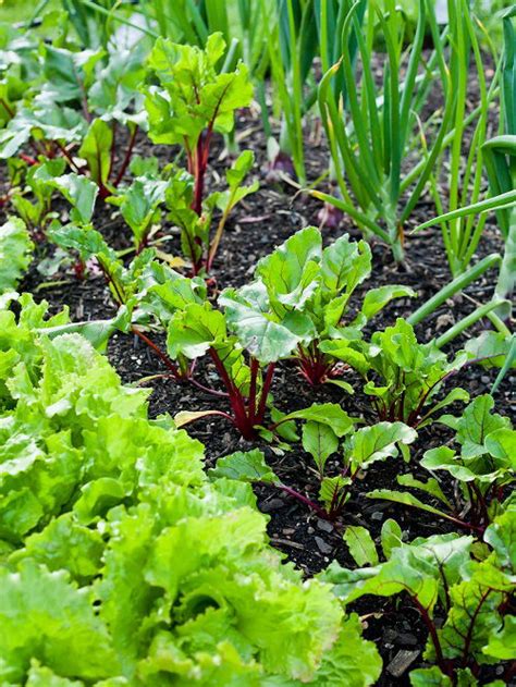 10 Best Beets Companion Plants | What to Grow with Beet Roots