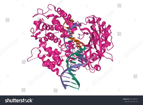 Ligase Images Stock Photos Vectors Shutterstock