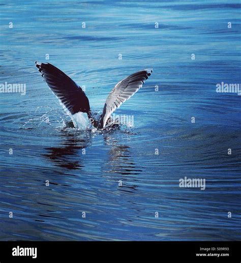 Seagull catching fish Stock Photo - Alamy