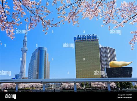 Cherry blossoms in Sumida River Park and Tokyo Sky Tree Stock Photo - Alamy