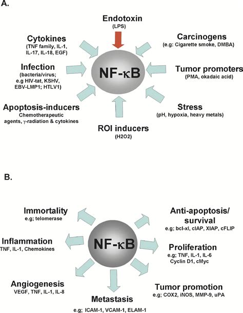 nuclear factor kb cancer cell