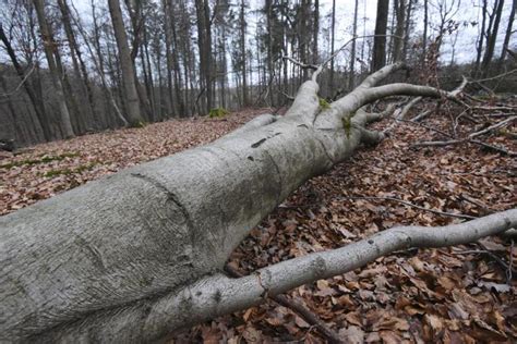 Windb En Entwurzeln B Ume