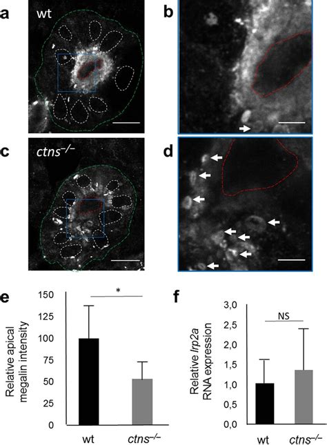 Megalin expression in proximal tubular cells. (a) Transverse ...