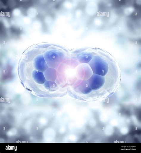 Cell Division Stages Of Mitosis Cellular Therapy Horizontal Banner With Process Division Of