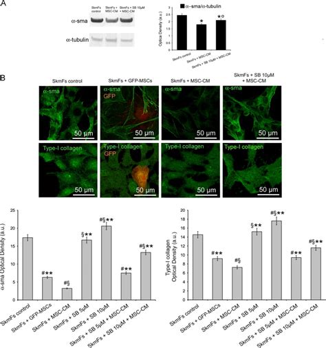 Fibroblast Myofibroblast Transition After Exposure To Msc Conditioned