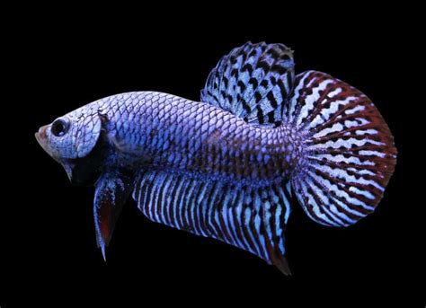 Alien Betta: Care, Size, Breeding, Genetics & More - Fish Laboratory