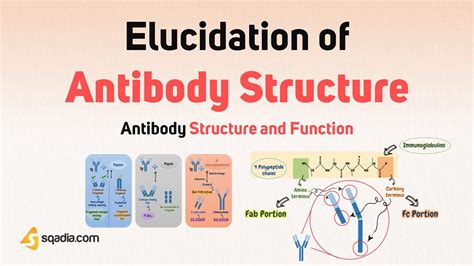 Antibody Structure And Function