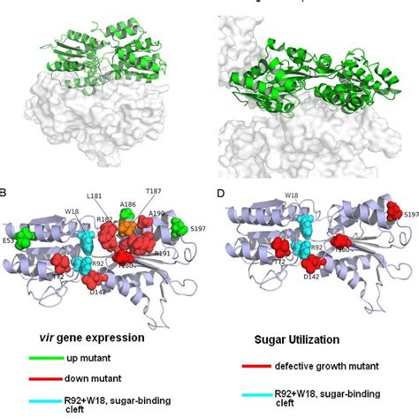 Bacterial Sensing Proteins In Complex With Their Cognate Periplasmic