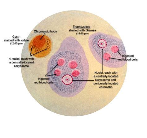 Entamoeba Histolytica Microscope