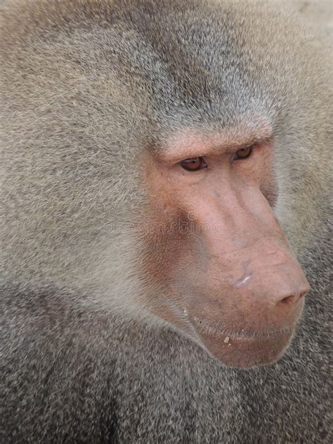 Baboon head stock photo. Image of monkey, hairy, africa - 84480450