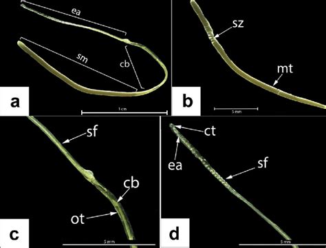 General View Of The Spermatophore Of Octopus Hubbsorum A Complete