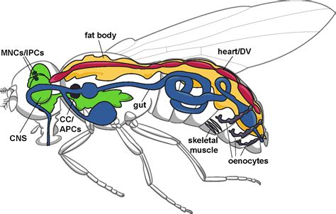 Research Musselman Lab