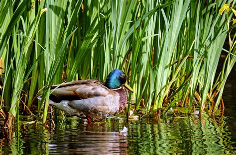 Image Libre Oiseau Nature Canard Colvert Herbe Canard Lac Eau